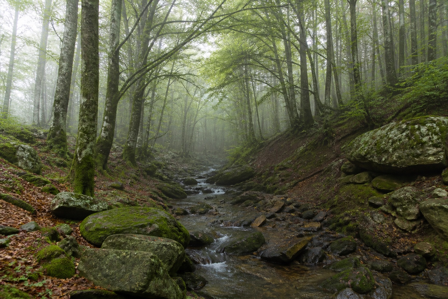 Bosque de montaña con niebla, paisaje tipo Montseny, sin personas